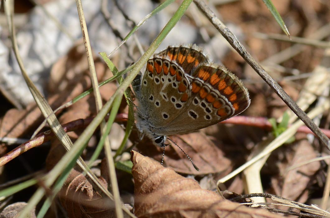 Lycaenidae (sul piccolo) da id. - Aricia agestis